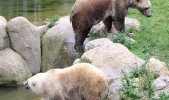 天津动物园爆料新闻最新,神秘动物亮相，揭秘背后故事