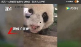 熊猫饲养员最新爆料,饲养员最新爆料揭示国宝日常